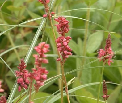 Oppbygging av staudebed pileurt Oppbygging av staudebed pileurt
